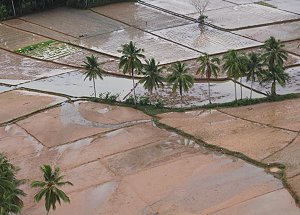 Flooded rice field in Leyte