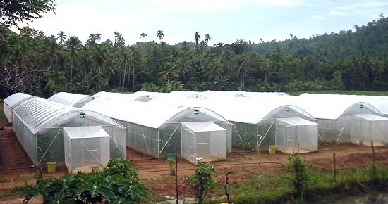 The Greenhouse Facility project in Brgy Limarayon, Calbayog City