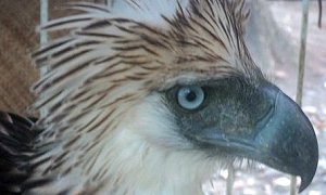 philippine eagle