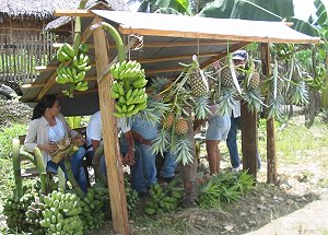 Agricultural products of Samar on display along national highways