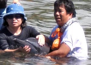 bottlenosed dolphin