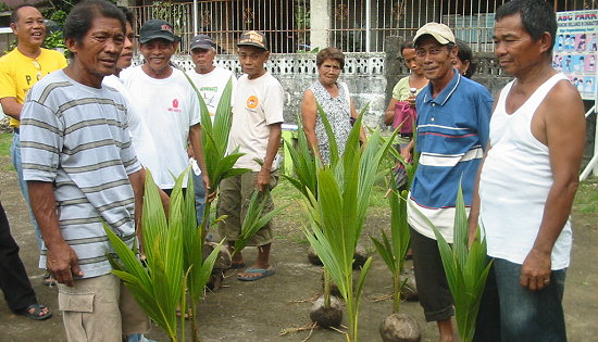 dwarf coconut famers