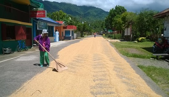 common palay drying practice