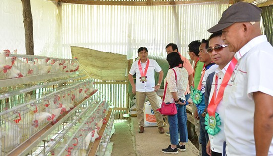 DAR Egg Poultry Farming Projects